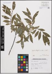 Foto von Salix daphnoides Vill.